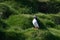 Fratercula arctica, Puffin of Iceland