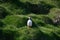 Fratercula arctica, Puffin of Iceland