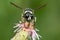 Fraternal Potter Wasp - Eumenes fraternus