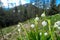 Frauenkogel - Spring snowflake flower in spring in Carinthia, Austrian Alps. White flowers