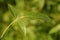 Fraxinus excelsior, Allergens Plants