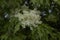 Fraxinus ornus blossom