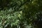 Fraxinus pennsylvanica fresh leaves