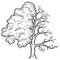 Fraxinus, tree is half bald. Engraving vector illustration. Sketch scratch board imitation.