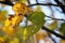 FRAYED AND DAMAGED YELLOW AND GREEN MULBERRY LEAVES IN AUTUMN