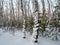 Freakish appearances from the snow in a birch winter forest in Russia