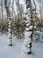 Freakish appearances from the snow in a birch winter forest in Russia
