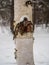 Freakish views of a birch tree trunk from a snow-covered winter forest in Russia