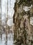 Freakish views of a birch tree trunk from a snow-covered winter forest in Russia