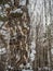 Freakish views of a birch tree trunk from a snow-covered winter forest in Russia