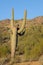 Freaky Saguaro Cactus