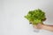 Freash green lettuce salad leaves isolated, close up on white background, healthy food