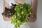 Freash green lettuce salad leaves isolated, woman hand hold green leaves, close up on white background, healthy food