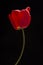 Frech beautiful red tulip