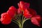 Frech beautiful red tulips