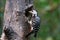 Freckle-Breasted Woodpecker bird
