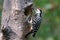 Freckle-Breasted Woodpecker bird