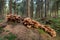 Freckled dapperling mushrooms