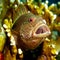 Freckled Hawkfish - Paracirrhites forsteri