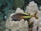 Freckled hawkfish, Paracirrhites forsteri surveying the landscape