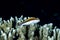 Freckled Hawkfish Parracirrhites forsteri, Tubbataha Reef