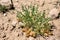 Freckled Milkvetch Astragalus lentiginosus or Rattleweed With Numerous Pods Around Plant Base