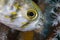 Freckled Porcupinefish (juvenile)