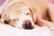 Freckles close-up Nose fat Labrador Retriever 14 years old sleep on pad, orange tone
