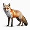 Free 3d Red Fox Artwork: Detailed Character Illustrations In The Style Of David Nordahl