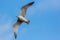 Free as a bird. Herring gull Larus argentatus winter plumage