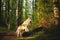 Free and beautiful dog breed siberian husky standing on the tree in the green mysterious forest in summer at sunset