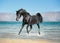 Free black arab horse runs trough the splashes of water