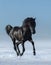 Free black horse in the field in the winter.