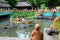 Free boat rides is offered in an Asian aquatic jungle theme park to entice tourism.