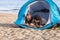 Free camping at the beach for people with dog