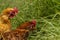 Free chickens in organic egg farm walking on green grass