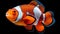 free clownfish aquarium wallpaper,