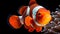 free clownfish aquarium wallpaper,