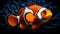 free clownfish aquarium wallpaper,