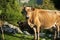 Free cows grazing in the mountain