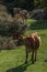 Free cows grazing in the mountain