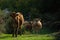 Free cows grazing in the mountain