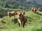 free cows in a green meadow