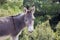 Free cute donkey looking at the camera in the green field