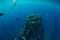 Free diver man dive at shipwreck, underwater sea