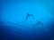 Free divers diving in Blue Hole, Red Sea, Egypt, Dahab.