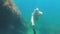 Free diving young man in a mask swims underwater next to a sunken boat. Selfie stick action camera