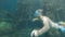 Free diving young man in a mask swims underwater next to a sunken boat. Selfie stick action camera