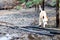 Free dog explores nature in a mud puddle. happy pit bull dog plays outdoors, training a dog in freedom