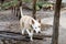 Free dog explores nature in a mud puddle. happy pit bull dog plays outdoors, training a dog in freedom